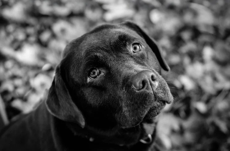 Projeto prevê até 10 anos de prisão para quem maltratar cães e gatos