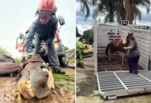 Trabalho da DIBEM é fundamental em ocorrências com animais de grande porte no município