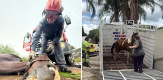 Trabalho da DIBEM é fundamental em ocorrências com animais de grande porte no município