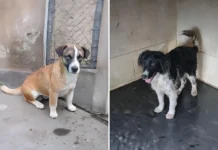 Abrigo Municipal disponibiliza cães e gatos para adoção em Bragança Paulista