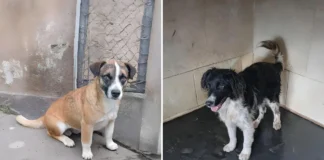 Abrigo Municipal disponibiliza cães e gatos para adoção em Bragança Paulista