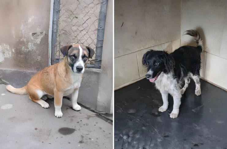 Abrigo Municipal disponibiliza cães e gatos para adoção em Bragança Paulista