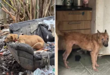 Denúncia leva Polícia Civil a resgatar quatro cães em situação de maus-tratos