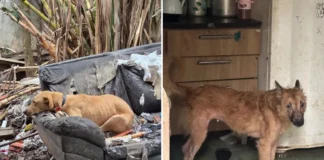 Denúncia leva Polícia Civil a resgatar quatro cães em situação de maus-tratos