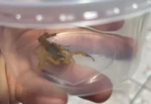 Escorpiões invadem apartamentos no CDHU Saada; moradores pedem providências