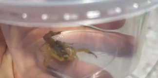 Escorpiões invadem apartamentos no CDHU Saada; moradores pedem providências