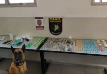 Operação da Polícia Civil com apoio do cão Airon apreende drogas em Bragança Paulista