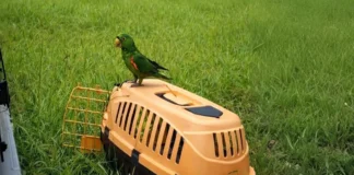 Presença de filhotes de maritaca em casas exige convivência responsável