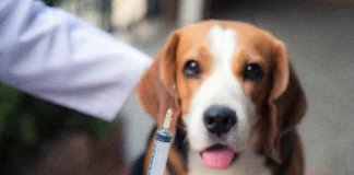 Vacinação antirrábica de rotina para cães e gatos segue com agendamento em Bragança Paulista