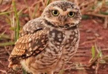 Bragança Paulista celebra a 2ª edição do Dia da Coruja-Buraqueira