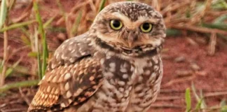 Bragança Paulista celebra a 2ª edição do Dia da Coruja-Buraqueira