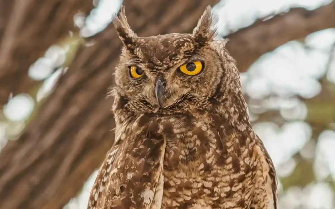 Bragança Paulista celebra a 2ª edição do Dia da Coruja-Buraqueira
