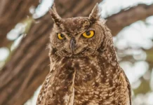 Bragança Paulista celebra a 2ª edição do Dia da Coruja-Buraqueira