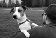 Lei cria regras para guarda compartilhada de pets em caso de separação