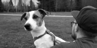 Lei cria regras para guarda compartilhada de pets em caso de separação