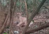 Onça-parda resgatada em Bragança Paulista é devolvida à natureza após reabilitação