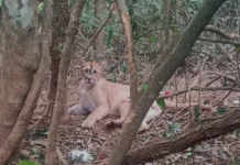 Onça-parda resgatada em Bragança Paulista é devolvida à natureza após reabilitação