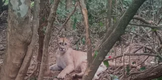 Onça-parda resgatada em Bragança Paulista é devolvida à natureza após reabilitação