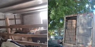 Policiamento Rodoviário flagra transporte irregular de animais e detém motorista por maus-tratos