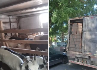 Policiamento Rodoviário flagra transporte irregular de animais e detém motorista por maus-tratos