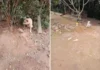 Cães acorrentados e sem abrigo levam homem à prisão em Pinhalzinho
