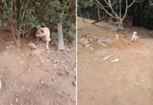 Cães acorrentados e sem abrigo levam homem à prisão em Pinhalzinho