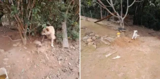 Cães acorrentados e sem abrigo levam homem à prisão em Pinhalzinho