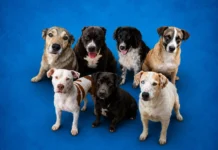Cães e gatos aguardam adoção no Abrigo Municipal de Bragança Paulista