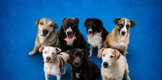 Cães e gatos aguardam adoção no Abrigo Municipal de Bragança Paulista