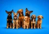 Cães resgatados aguardam lar temporário e adoção em Bragança Paulista