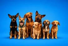 Cães resgatados aguardam lar temporário e adoção em Bragança Paulista
