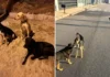 Moradores denunciam abandono frequente de animais nos bairros Villa Verde e Quinta dos Vinhedos