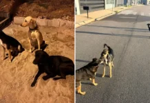 Moradores denunciam abandono frequente de animais nos bairros Villa Verde e Quinta dos Vinhedos