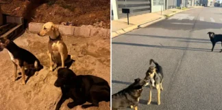 Moradores denunciam abandono frequente de animais nos bairros Villa Verde e Quinta dos Vinhedos