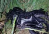 Motociclista morre após ultrapassagem proibida em rodovia
