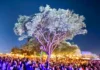 Música na Árvore leva shows gratuitos ao Lago do Taboão neste sábado