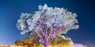 Música na Árvore leva shows gratuitos ao Lago do Taboão neste sábado