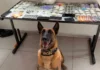Operação conjunta da GCM e Polícia Militar prende cinco por tráfico de drogas em Bragança Paulista