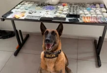 Operação conjunta da GCM e Polícia Militar prende cinco por tráfico de drogas em Bragança Paulista