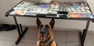 Operação conjunta da GCM e Polícia Militar prende cinco por tráfico de drogas em Bragança Paulista