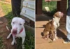Polícia Civil prende homem por maus-tratos a cães em Bragança Paulista
