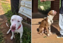 Polícia Civil prende homem por maus-tratos a cães em Bragança Paulista