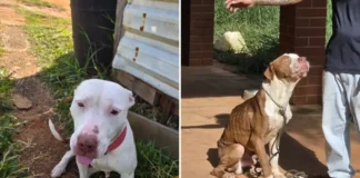 Polícia Civil prende homem por maus-tratos a cães em Bragança Paulista