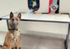 Atuação do K-9 Cérberus leva à localização de drogas e prisão de quatro suspeitos em Bragança Paulista