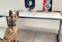 Atuação do K-9 Cérberus leva à localização de drogas e prisão de quatro suspeitos em Bragança Paulista