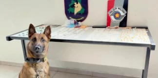 Atuação do K-9 Cérberus leva à localização de drogas e prisão de quatro suspeitos em Bragança Paulista
