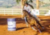 Bragança sedia final do 4º Campeonato de Cavalo Quarto de Milha no Posto de Monta