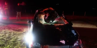 Cavalo na pista provoca acidente e deixa motorista ferido em Joanópolis