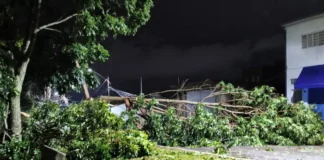 Mais de 150 árvores caem após temporal com ventos de até 92 km/h em Bragança Paulista