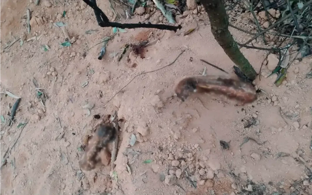 CORPO É ENCONTRADO PARCIALMENTE ENTERRADO EM ÁREA RURAL